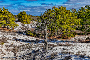 The Bare Tree