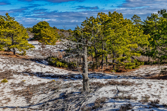 The Bare Tree