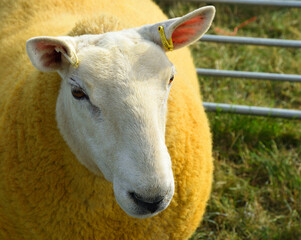 Sheep head close up in sunlight