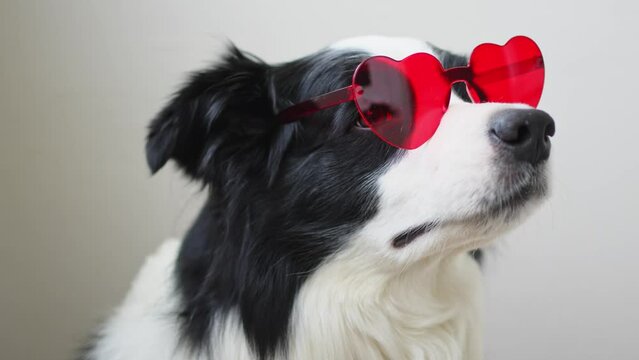 St. Valentine's Day February 14 concept. Funny puppy dog border collie in red heart shaped glasses isolated on white background. Lovely dog in love celebrating valentines day. Love lovesick romance