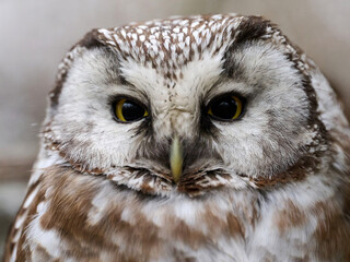 Boreal owl (Aegolius funereus)