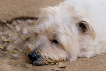 Cute white dog sleeping on the ground Close-up