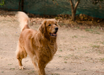 Golden Retriever dog is running in the garden Selective focus
