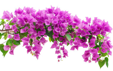 Purple Bougainvillea Tropical Flower Bush Climbing on white or transparent background - obrazy, fototapety, plakaty