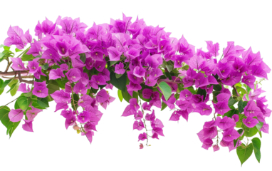 Purple Bougainvillea Tropical Flower Bush Climbing on white or transparent background