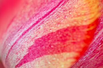 Close up of red tulip flower. Abstract background.