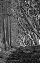 Fototapeta na wymiar Woodland footpath lined with trees