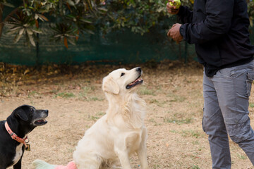 two labrador retriever dogs playing with a trainer in a park