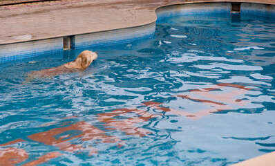 Golden Retriever puppy swimming in a pool Selective focus