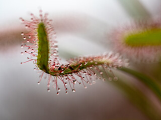 Sonnentau Drosera