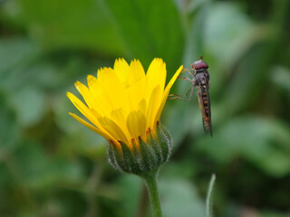 Female marmalade hover fly (Episyrphus balteatus) perching on a field marigold flower
