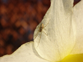 Female stretch spider (Tetragnatha sp.) on a yellow daffodil flower petal
