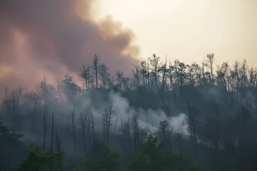 Rugzak Environmental disaster Forest fire leaves burned trees in its wake © Jawed Gfx