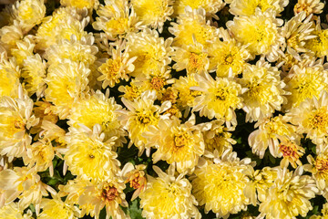 The florist's daisy, Chrysanthemum morifolium, and the hardy garden mum, a perennial plant in the...