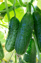 The bush cucumbers hang on the trellis in the garden .