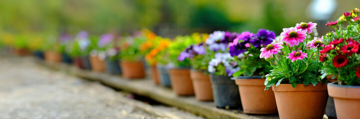 Fototapeta na wymiar Colorful flowers in pots on wooden table in garden. Selective focus panorama