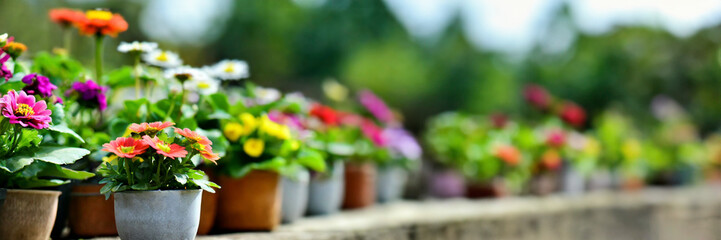 Colorful flowers in pots on wooden table in garden. Selective focus panorama - 750925116