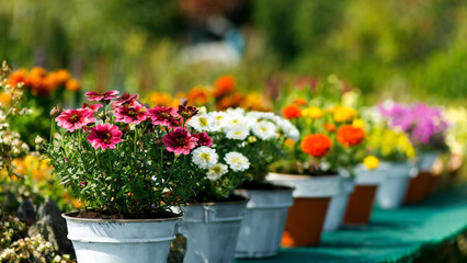 Colorful flowers in pots on wooden table in garden for sale in spring summer season. Selective focus. - 750925153