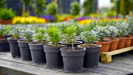 Fototapeta na wymiar Variety of ornamental plants in pots on a wooden table.