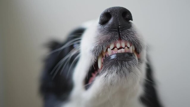 Dangerous angry dog. Aggressive puppy dog border collie baring teeth fangs looking aggressive dangerous. Guardian growling scary dog ready for attack. Pet infected by rabies.