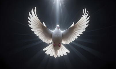 A white dove on a dark background and rays of light in the background