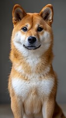Fototapeta premium Elegant Shiba Inu Portrait, A Gaze of Grace and Beauty