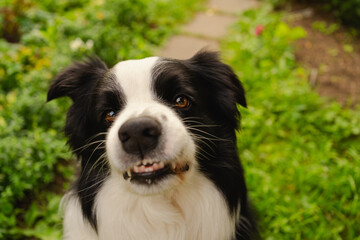 Dangerous angry dog. Aggressive puppy dog border collie baring teeth fangs looking aggressive...