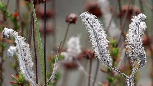 Setose Caterpillar Scorpionweed, Phacelia Cicutaria Variety Hispida, a native monoclinous annual herb displaying persistent senescent bodies during Winter in the Santa Monica Mountains.