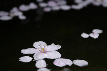 水面に浮く桜の花びらと水滴、マクロ。