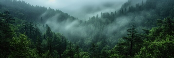 A mystical forest shrouded in mist. - obrazy, fototapety, plakaty