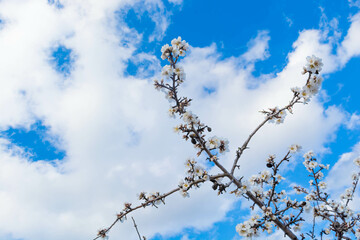 Almond blossom - 750930596