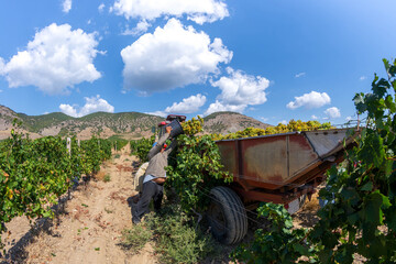 Harvesting grapes - 750930712