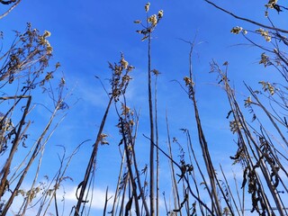 Fototapeta premium grass and sky
