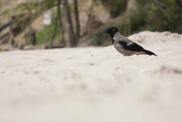 crow on the beach