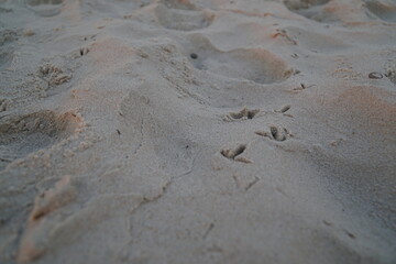 footprints on the sand