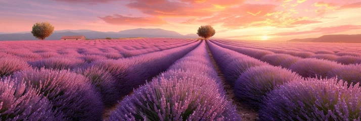 Zelfklevend Fotobehang Lavender Field at Dusk © Landscape Planet