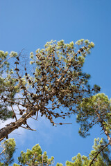 Blue sky and branches in pine forest