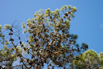 Blue sky and branches in pine forest