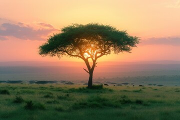 Savannah Sunrise with Solitary Tree