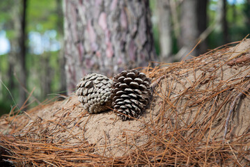 Pine cone in the forest