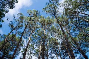 Obraz premium Blue sky and branches in pine forest