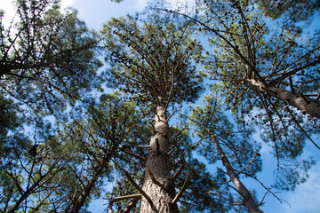 Blue sky and branches in pine forest