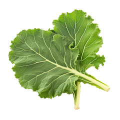 Mustard Greens on white or transparent background