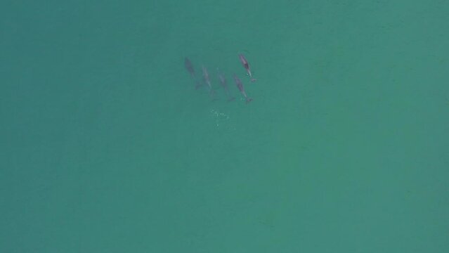 Dolphins playing In Malin Beg, Donegal, Ireland