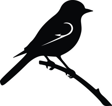eastern bluebird  silhouette