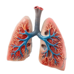 Lungs anatomy plastic science miniature models of human on white or transparent background