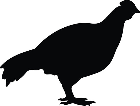 grouse  silhouette