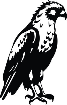 harpy eagle  silhouette