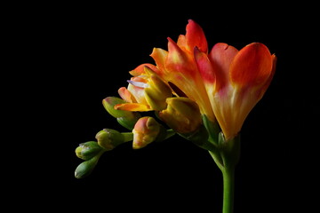 The delicacy, elegance and vibrant colors of the freesia flowers highlighted by a black background