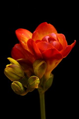 The delicacy, elegance and vibrant colors of the freesia flowers highlighted by a black background